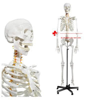 HUMAN SKELETON, MODEL